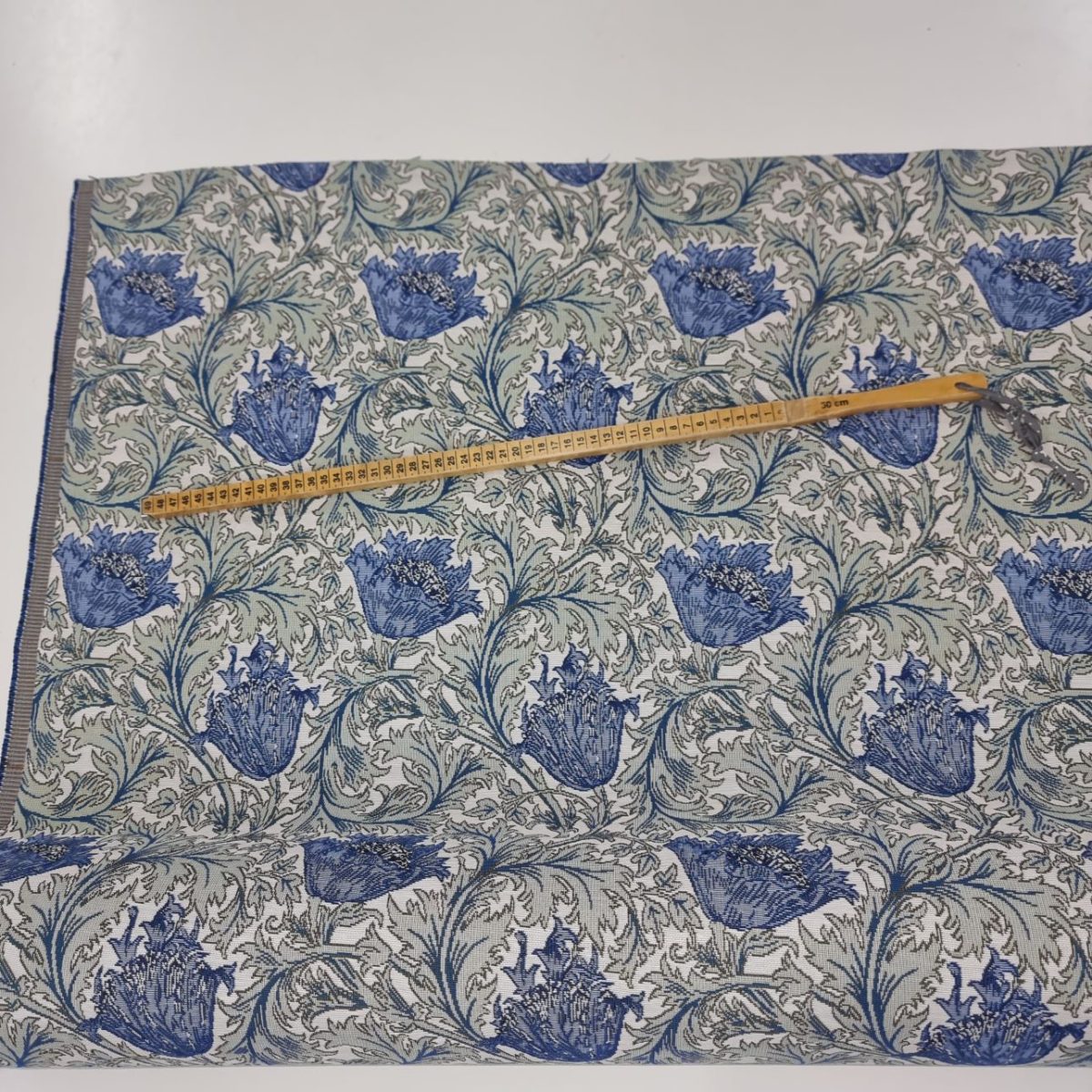 Blue anemone 2 bild 2